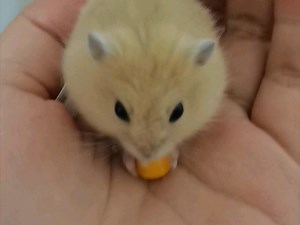 【吱吱和短短】吃播短短在线啃玉米粒