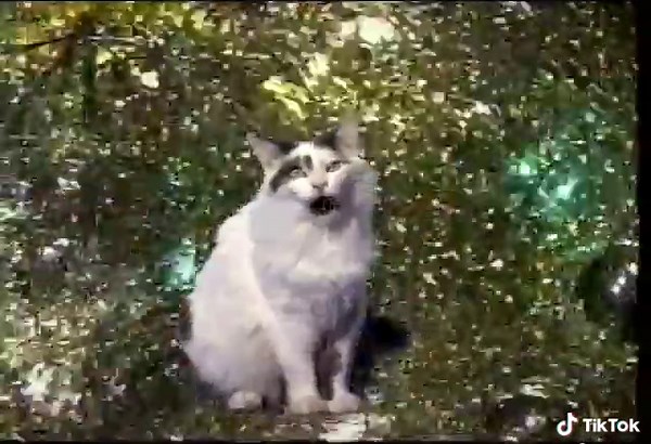 Jingle Cats Silent Night Compilation