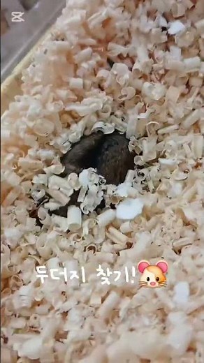 두더지 찾기 #햄스터키우기 #햄스터일상 #햄찌 #정글리안햄스터 #hamster #pet #cute #animal