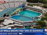 Orca dies unexpectedly at SeaWorld in San Diego