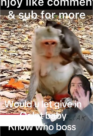 Is this baby to little to be discipline or mom seem like she getting tired #stubbornmonkey #comment #hungryanimal #cuteanimals #lifeofanimals #youranimalifyou #foll #support #followme #monkeysoftiktok #breastfeeding #petstory #arcticmonkeystour2025 #2024 #animalsoftiktok #pets #helpbabymonkey #thiland🇹🇭 #spoiledmonkey #asian #spoiledmonkey