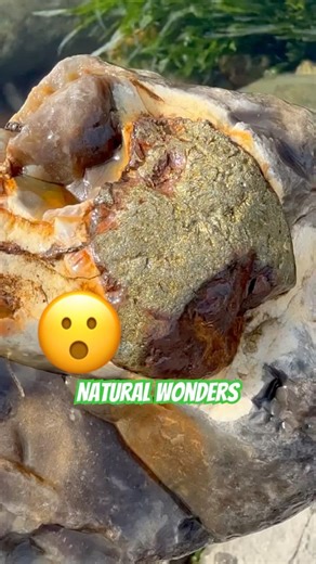 A Rockhound’s Surprise In A Rockpool.#beachfinds#rockhounding#jurassiccoast