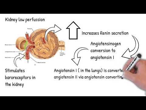 Renal Artery stenosis - simply explained under 2 minutes