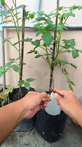 197K views · 1K reactions | Ampuh mengatasi hama tomat organik | Gardening Ideas HD | Facebook