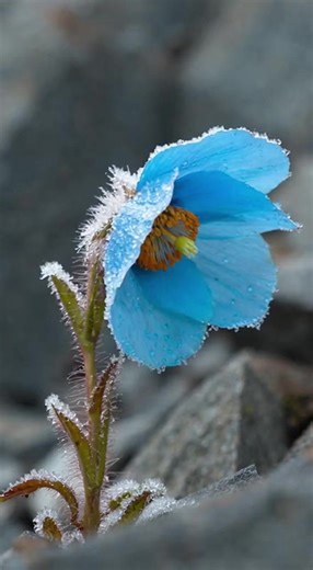 The Himalayan Blue Poppy is one of the rarest and most visually striking flowers on Earth, famous for its intense sky-blue petals. This plant thrives only at altitudes above 3,000 meters, where freezing temperatures, thin air, and harsh winds dominate the environment. Its survival depends on very specific conditions: cold climates, high moisture, and minimal human disturbance. Because of these extreme requirements, the flower is incredibly difficult to cultivate outside its native Himalayan habi