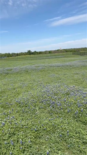 Can anyone guess who loves bluebonnets more than Texans?? We will give you a hint: watch for rattlesnakes while taking your bluebonnet pictures this season and don't forget to call 911 if you need help. Love, your friendly 911 snake. | Williamson County Emergency Services