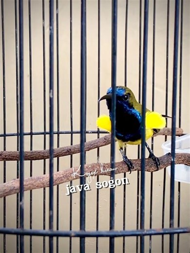 SOGON NEMBAK CILILIN