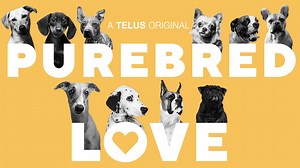 Three purebred dog enthusiasts share their passions for their breed. Follow them through the sometimes quirky and always fascinating world of dog breeding, dog shows, and dog devotion. | STORYHIVE