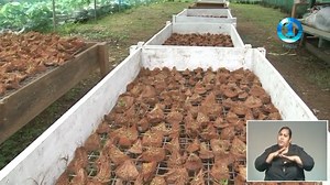 5.8K views · 79 reactions | A Biotech tissue culture facility is quickly gaining popularity among farmers. Located in Nasinu, the facility has been the center for studies and propagation of root crops, vegetables and plants since it's inception back in 2015. Through word of mouth, results and the understanding of the benefits of tissue culture demand is now steadily rising. Jese Tuisinu with more | Fiji One News | Facebook