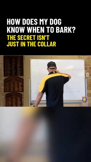 Barking’s natural but when it hits other's tolerance level, trouble starts. 🚨 Our bark collars help your dog stay calm, alert, and under control. No stress, no nasty neighbour letters. 🎥 Tap to see how they work. ➡️ Full Video Here: https://www.thedogline.com.au/electronic-bark-collars?ref=bq | The Dog Line