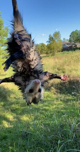 Rescuing a Swimming Opossum at Work