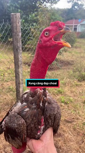 Thấy cũng hay và khỏe mà ta 😁😁😁 #gachoic1 #gachoivn #xuhuongtiktok2024 #斗鸡