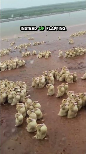 Why Do Ducks Stand Still in the Rain? Fascinating Duck Behavior Explained!