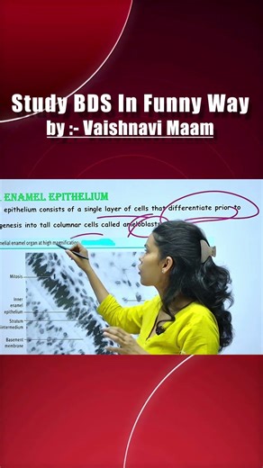 Bell Stage Tooth Development 🦷 | Dental Histology #dentalanatomy #dentistry #dentalscience