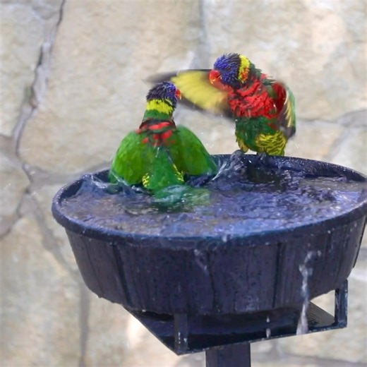 3.5M views · 502K reactions | Looks like the lorikeets are throwing a pool party! 列 | San Antonio Zoo | Facebook