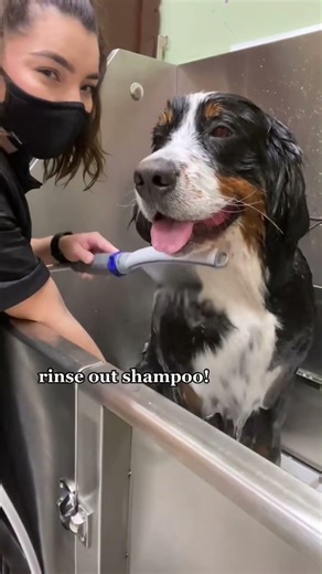 This is Baby, the Bernese Mountain Dog