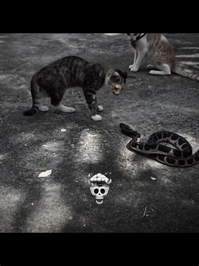 trending #foryou #growaccount #unfreez #cat #viral_video #viral #fyp #fypppppppppppppppp Cats Reaction 🥶💥