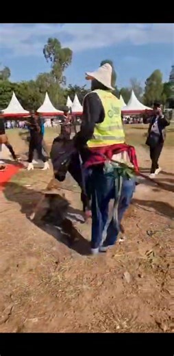 60 reactions · 6 comments | During Albert Ojwang’s funeral Luo elders performed a powerful, ominous ritual. They dressed a donkey and rode it around Ojwang's remains and burial site, signaling a grave traditional curse for those behind the killing. | Odalo Fred Ouma - Odalo Spoila | Facebook