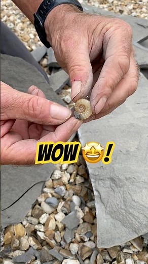 Tiny Fossil Surprise Rock Breaking⁉️#fossilhunter#beachfinds#fossilcollector