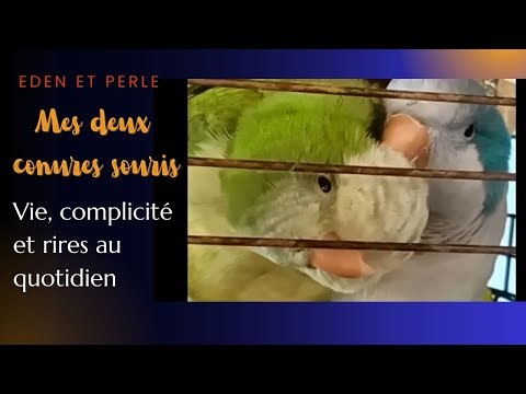 My two mouse conures: Eden and Perle – Life, complicity and laughter every day