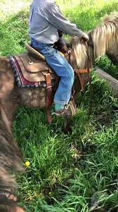 59K views · 3.2K reactions | The obstacle course and natural trail is a great way to slowly introduce the young horses to the real world. He’s got this pony going pretty well. | Enck's Training LLC | Facebook