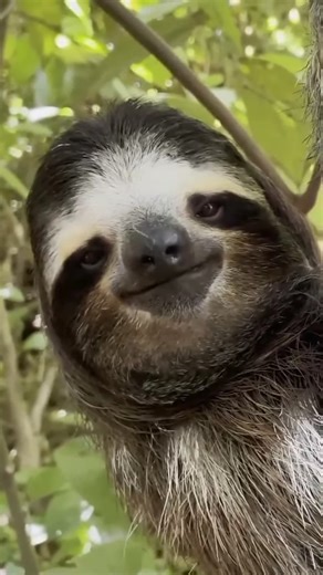 3.8K views · 374 reactions | He's smiling! #sloth #slothlovers #cuteanimals | I Love Sloth | Facebook
