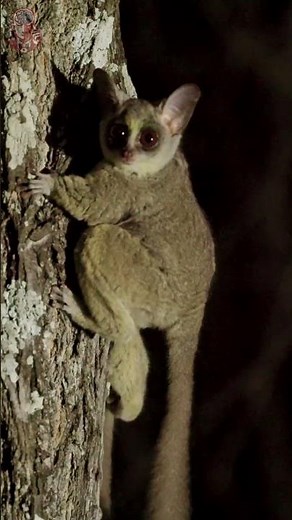 The Animal That Defies Gravity [Bush Baby]