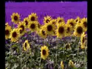 Les activités quotidiennes