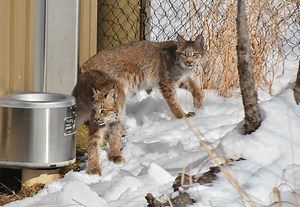 US proposes plan to help the Canada lynx before warming shrinks its habitat