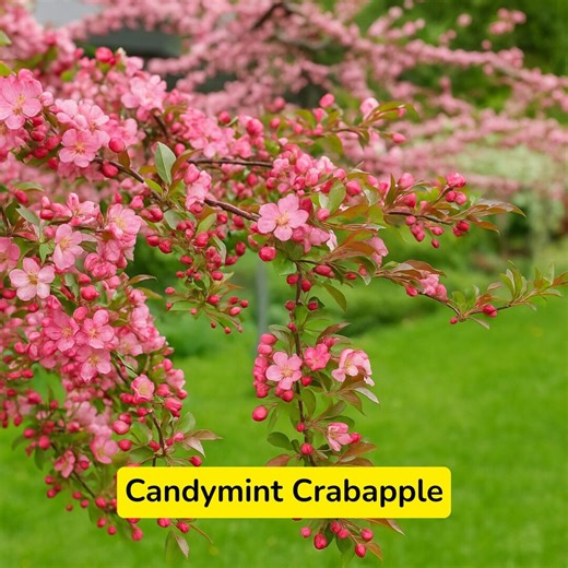 25 Candymint Crabapple Tree Seeds: Ornamental Pink Blossoms - Etsy