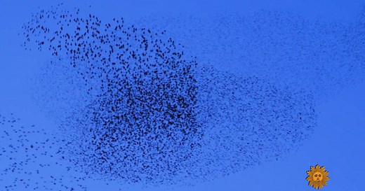 Nature: Starling murmurations