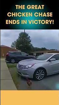 Why did the chicken cross the road?