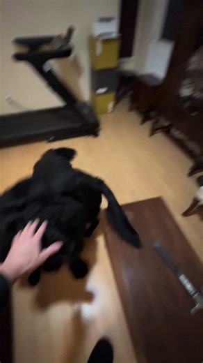 BlackPawTrio (@blackpawtrio)’s videos with original sound - BlackPawTrio