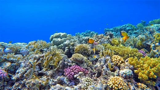 Coral Reefs: Stunning Footage of Ocean Ecosystems