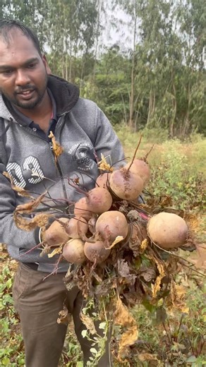 Beetroot Harvesting Step-by-Step GuideWhen and How to Harvest Beetroot Harvest Guide for Gardeners