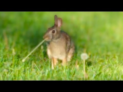 Bunny Rabbit Eating Dandelions | Adorable Wildlife | Cute Eastern Cottontail Feeding in the Wild