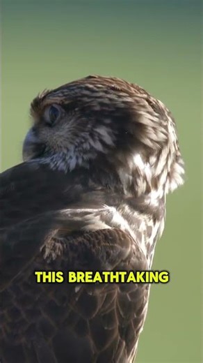 The Falcon's Dive: The Fastest Animal on Earth 🚀 🦅 #animalfacts #aerodynamics