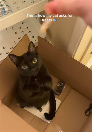 Cat Treat Time: Minnows Delight for Your Feline