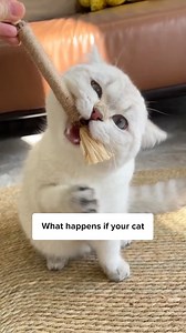 Clean your cat’s teething without brushing?!!😲 Comment “Chew” and I’ll DM the 🔗 to you instantly! Or simply search All Natural Teething Toy on our site ✨ | Cuddles & Meow