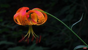 A Powerful Editing Tool for Landscape Images in Capture One