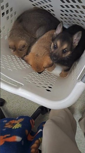 6 Weeks vs 9 Weeks: German Shepherd Puppies Glow-Up You Won’t Believe!