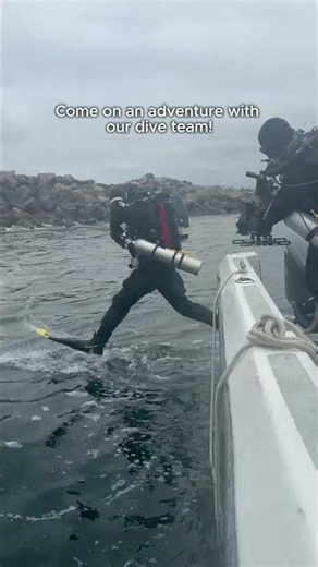 Pt.1: Our Dive Team's shark research!🦈 #cool #research