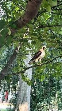 MATES FOR LIFE: Juvenile Red-tailed Hawk