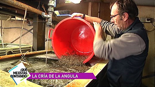 Así es como crían las angulas de Angulas Ibaigune en Oiartzun