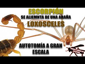 ESCORPIÓN SE ALIMENTA DE UNA ARAÑA LOXOSCELES - AUTOTOMÍA A GRAN ESCALA