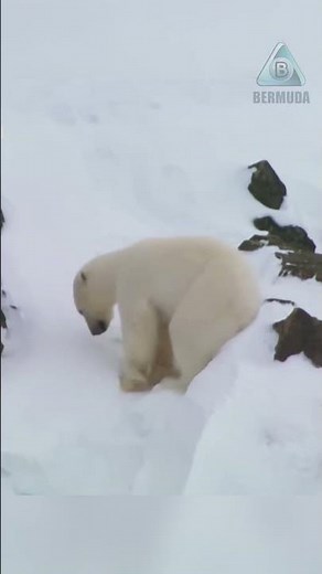 Polar bears. The fight for survival.