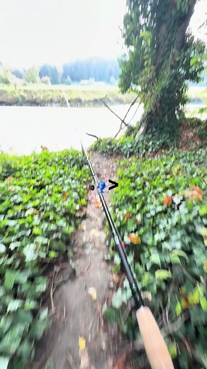 Spawned out humpies ✌️ #fishing #salmon #baitcaster #coho