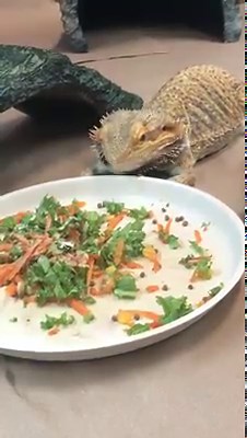 117K views · 5K reactions | Happy Reptile and Amphibian Awareness Day! It’s breakfast time for Smaug the bearded dragon . This heavy-bodied lizard is named for the frilly beard of spines around the base of its jaws. It is most active during the day and often suns itself on rocky outcrops where it has a good view of its surroundings and potential predators. | Cincinnati Zoo & Botanical Garden | Facebook