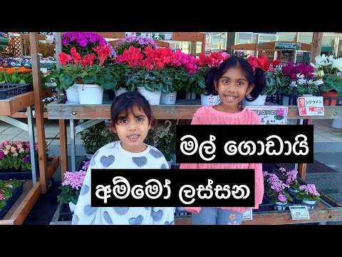 supermarket එකේ තිබ්බ ලස්සන මල් #srilankaflower #sinhala #srilanka #trending #plants #gardening