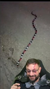 Coral snake, a Micrurus ibiboboca in Santa Luz, Bahia, Brazil. #biologohenrique #animals #smartan...